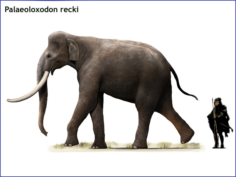 Palaeoloxodon-recki-66.jpg