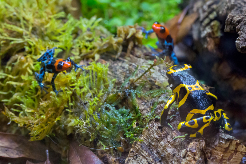 Poison-dart-frog-55.jpg