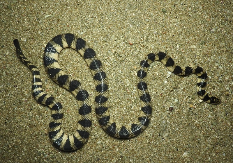 Hydrophis-cyanocinctus-2.jpg