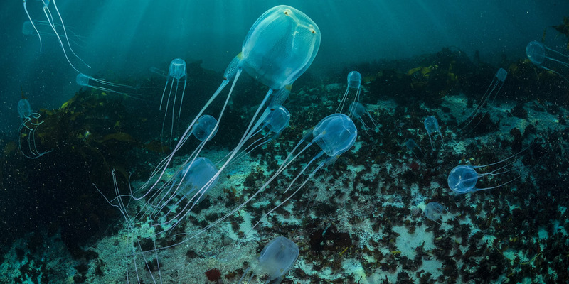 box-jellyfish-11.jpg