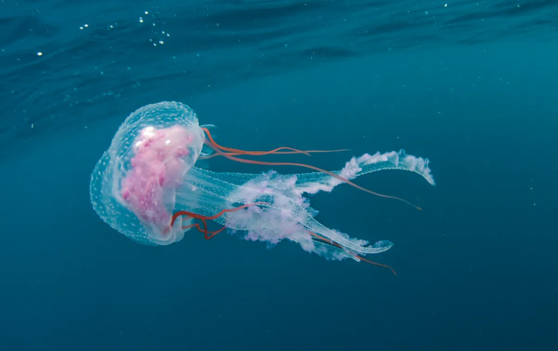 Box-jellyfish-1.jpg