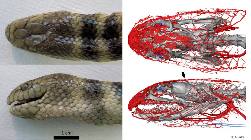 Hydrophis-cyanocinctus-22.jpg