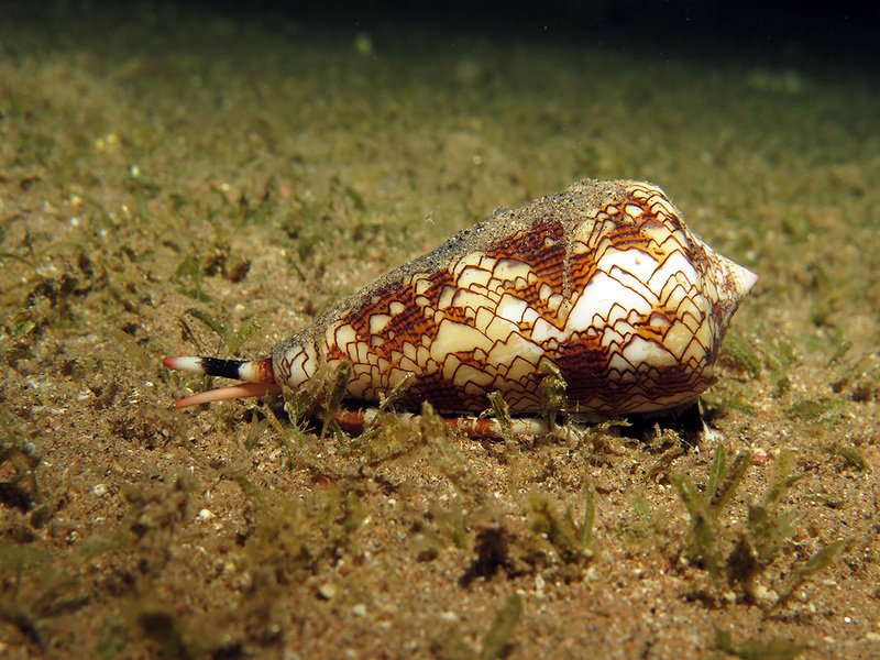 Cone-snails-8.jpg