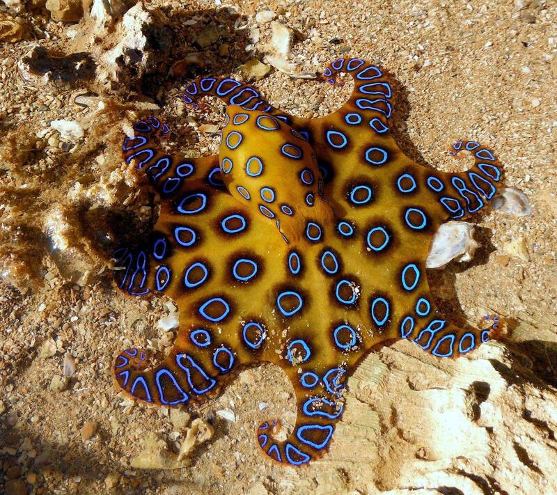 Blue-Ringed-Octopus-3.jpg