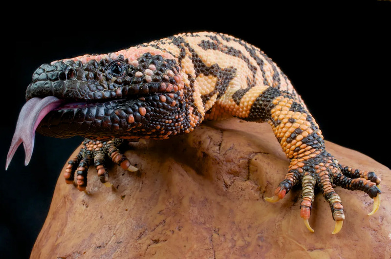 Gila-monster-112.jpg