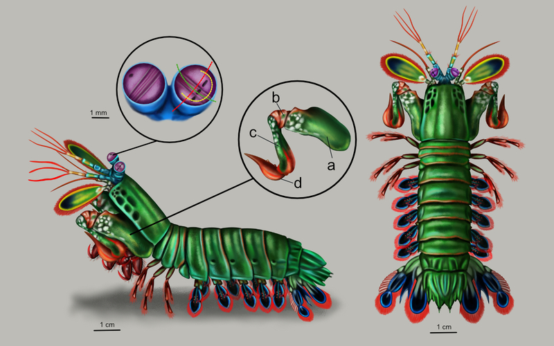 Odontodactylus-scyllarus-88.jpg