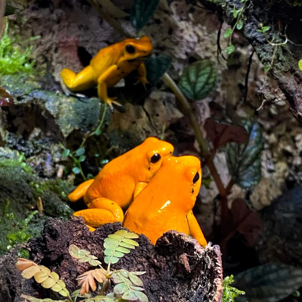 箭毒蛙（Phyllobates terribilis）——世界上最毒的毒药