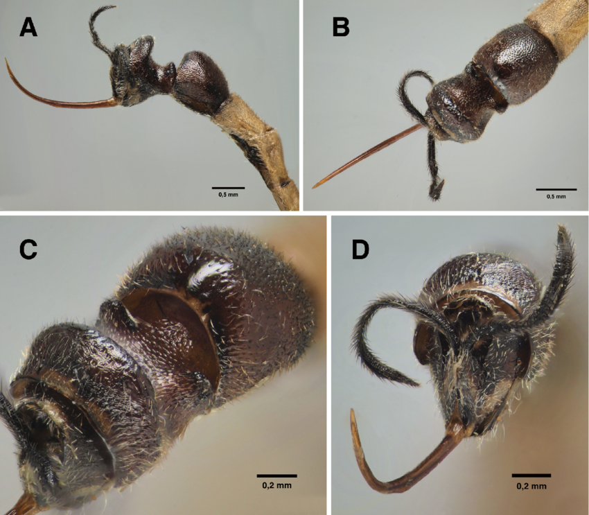 巨螫黄蜂 (Clistopyga crassicaudata)：致命的寄生蜂