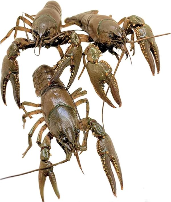 Crawfish.jpg