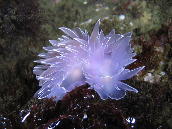 海蛞蝓：迷人的海洋生物