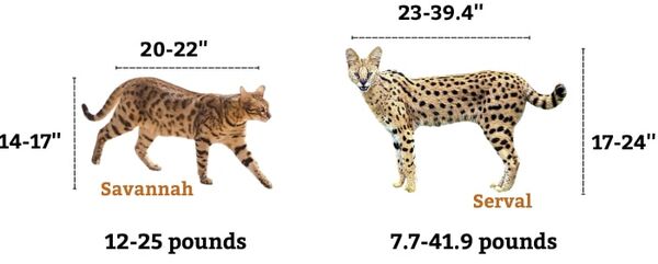 豹猫(薮猫) vs. 狞猫(萨凡纳猫)：了解这两种异国猫科动物的差异