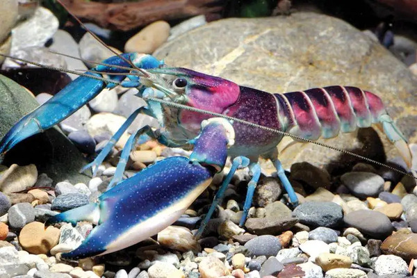 Crayfish.jpg