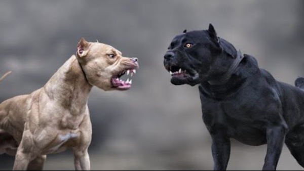 意大利獒犬 vs  比特犬：全面比较