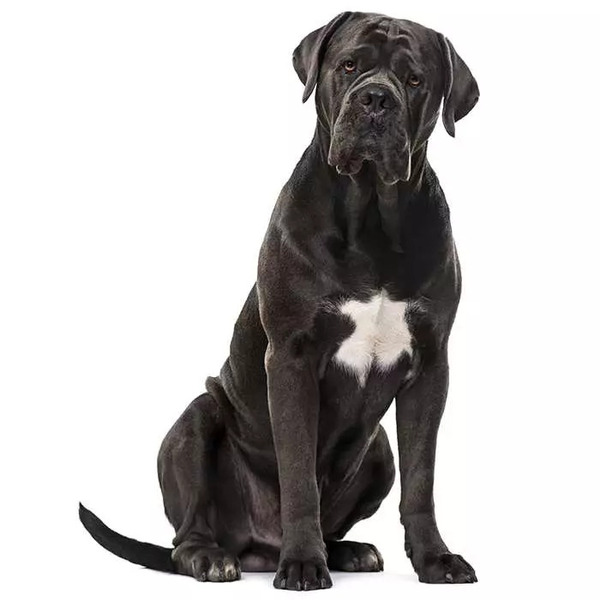 cane-corso-700x700.jpg