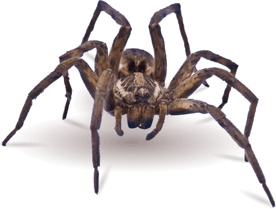 2024110518415598.png spider-banner.png