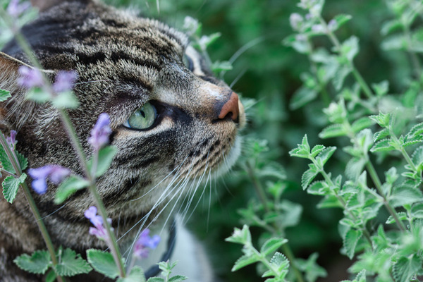 猫咪驱虫药：宠物主人全面指南