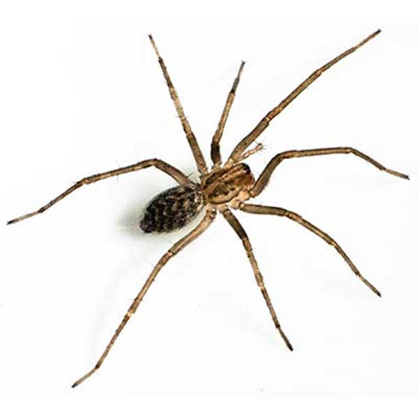 2024110521013828.jpg giant_house_spider.jpg