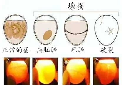 如何用孵化器孵化鴨蛋 (1).jpg