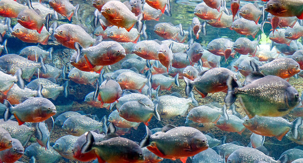 2024110810852926.jpg Piranhas-1.jpg