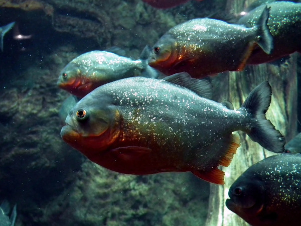 2024110814472737.jpg 1-piranha-262575_1920.jpg