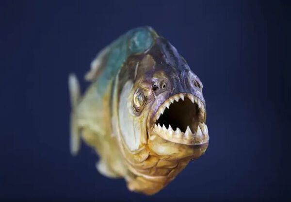 2024110817224232.jpg piranha-teeth.jpg