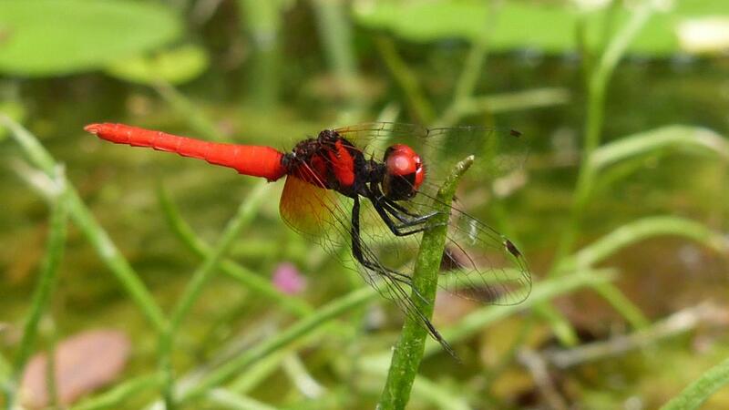 Scarlet dwarf dragonfly Nannophya pygmaea perched on vegetation
