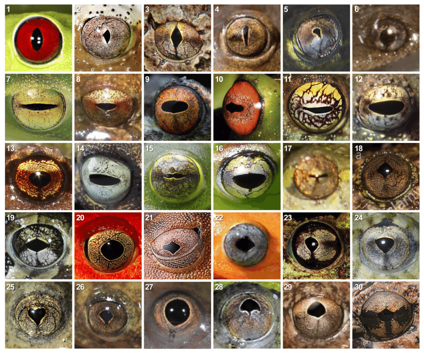 Pupil-shape-diversity-in-adult-frogs-and-toads-Seven-general-pupil-shapes-were-defined.png