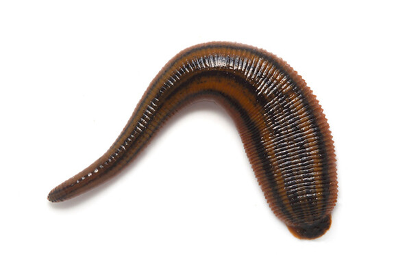 Tiger_leech__36880 (1).jpg