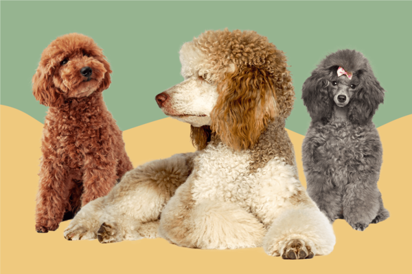 poodle-miniature-vs-standard-vs-toy-hero-tout-11b9da361c5b4189960cbc40035c4761 (1).png