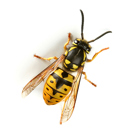 wasps.jpg