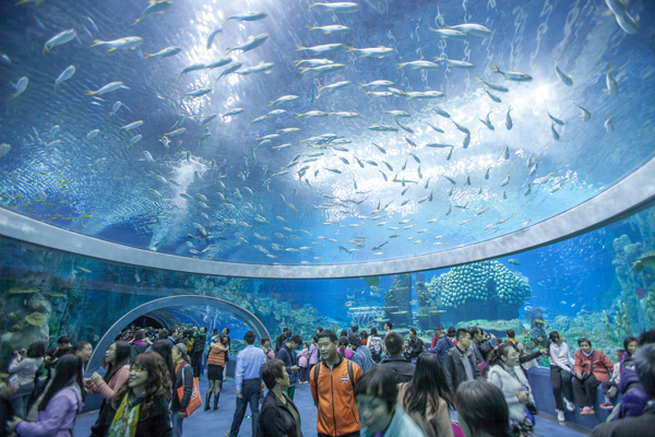 世界最大水族馆：探索全球最大鱼缸的奇观