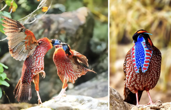 红腹角雉（Satyr Tragopan）全面介绍