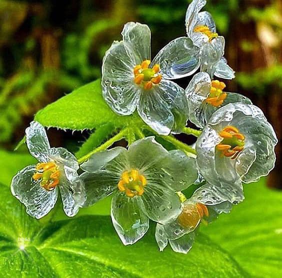 骷髅花：雨中变身水晶花朵的奇迹