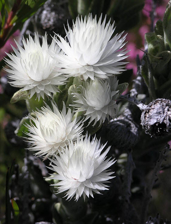 雪绒花（Syncarpha vestita）：一抹永不过时的高雅洁白