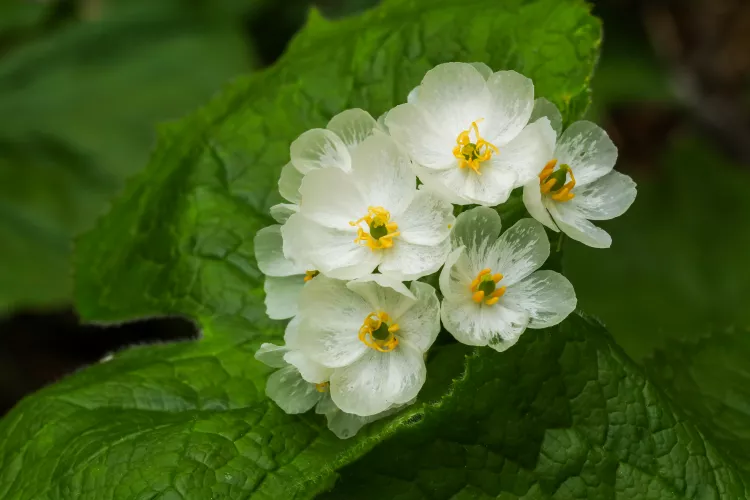 grow-care-skeleton-flowers-getty-0723-d7c9dde261e14e8fb158be231d06ccdd.webp