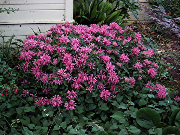 珊瑚花（Justicia carnea）：美丽的热带花卉