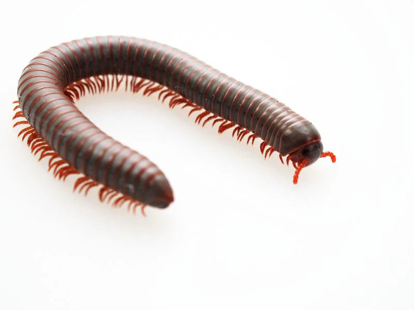 millipedes_first (1).jpg