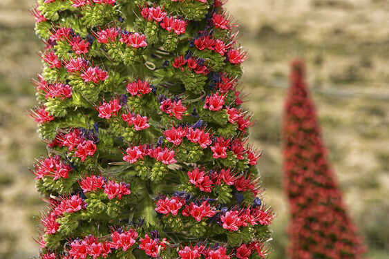 close-up-of-a-tajinaste-flower-in-teide-national-park-AURF06151.jpg