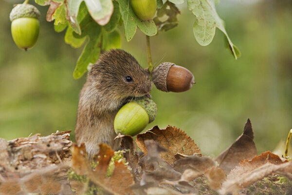 Field-vole-by-Phil-Winter.jpg