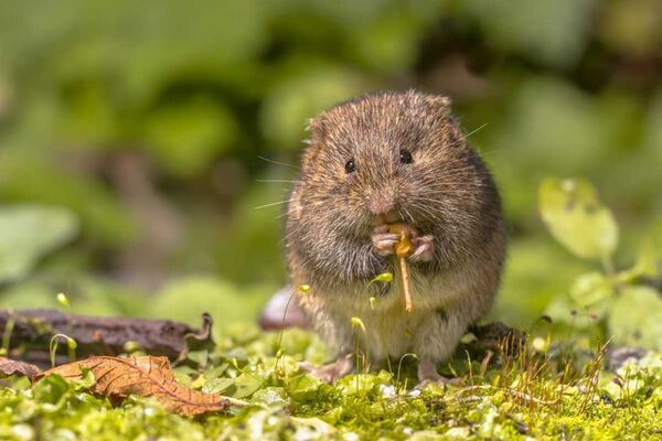 62cd7fcf4e797edbfe564ab4_field-vole-eating-berry-p-800.jpg