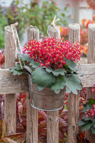 13767016-Flowerpot-hanging-on-fence-saxifrage-Saxifraga-cortusifolia-Dancing-Pixies.jpg