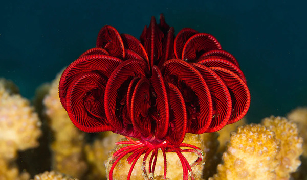 feather-star-1-1.jpg