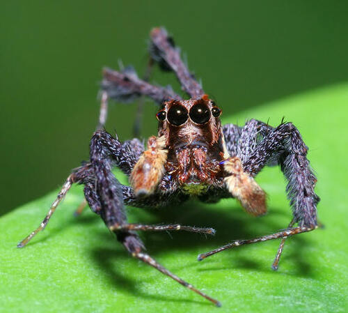 Portia Labiata Jumping Spider (1).jpg