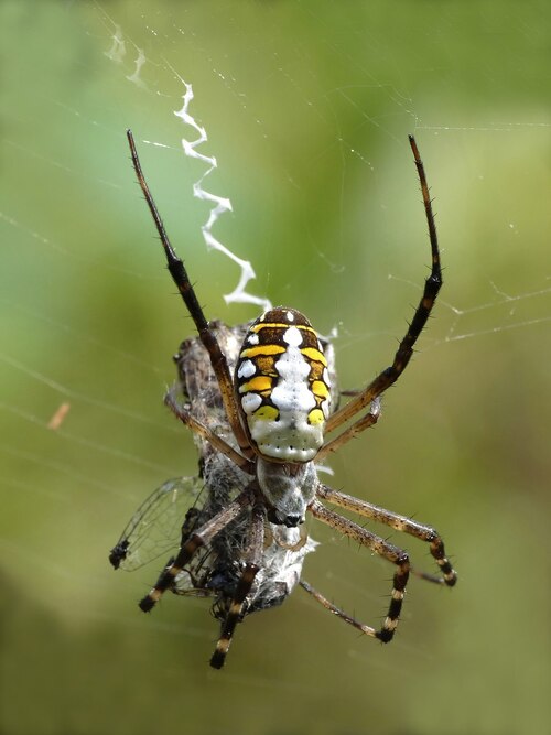 Argiope_catenulata_at_Kadavoor (1).jpg