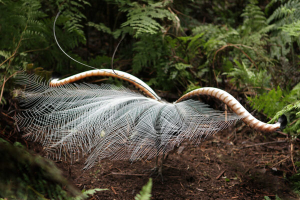 琴鸟（Lyrebird）——自然界的“模仿天才”