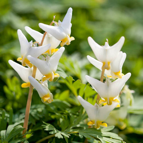 荷兰人马裤（Dicentra cucullaria）：一朵带着神秘面纱的小花