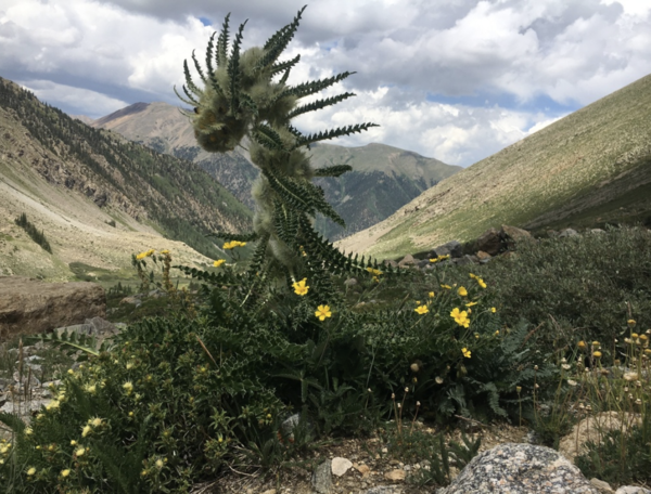 时髦蓟（Cirsium funkiae）：独特魅力与现代风采的完美融合