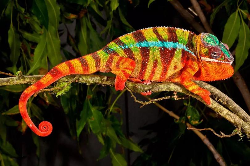 变色龙（Panther Chameleon）：全面解析这种色彩斑斓的爬行动物