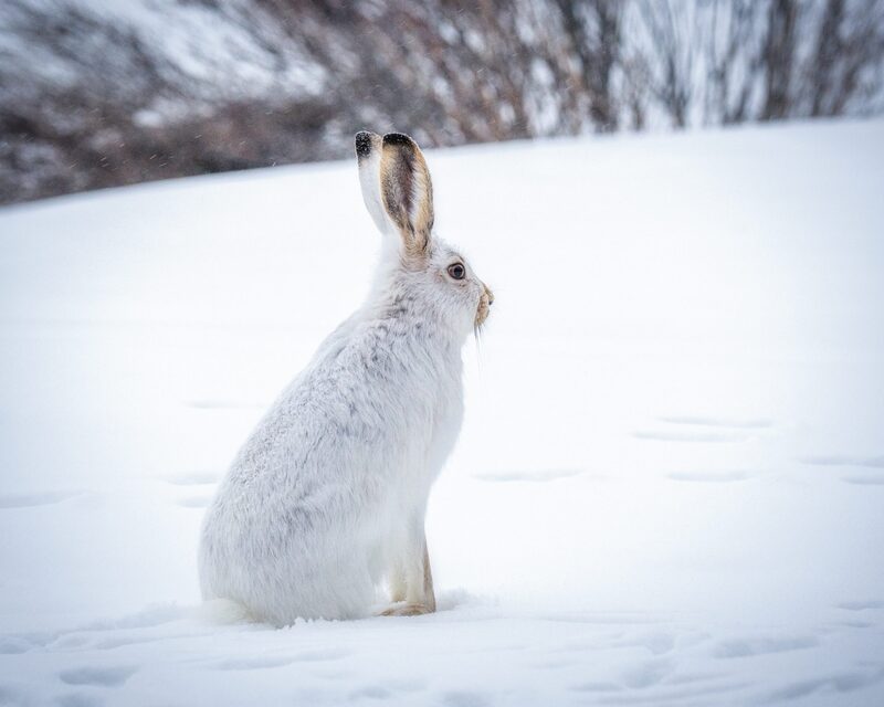 snowbunny-meaning.jpg