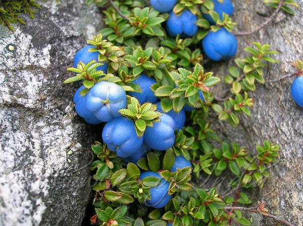 刺毛白珠（学名：Gaultheria trichophylla）